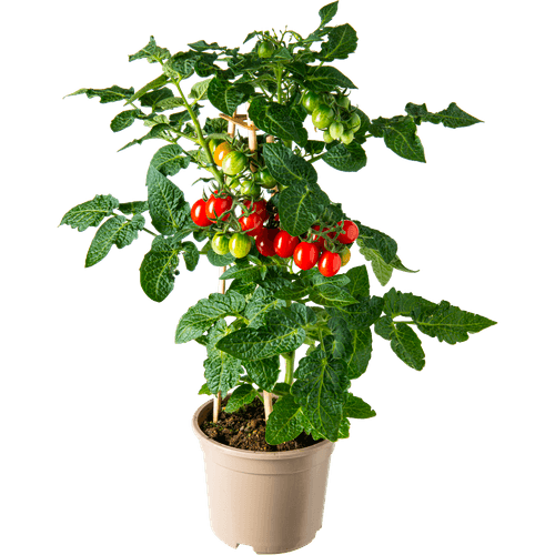 Foto van Tomatenplant potmaat 12 cm op witte achtergrond