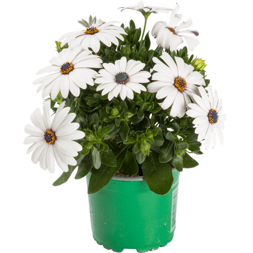 Foto van Spaanse Margriet op witte achtergrond