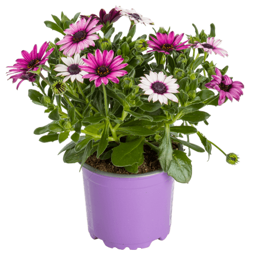 Foto van Spaanse Margriet op witte achtergrond