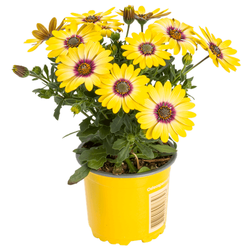 Foto van Spaanse Margriet op witte achtergrond