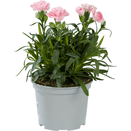 Foto van Tuinanjer op witte achtergrond