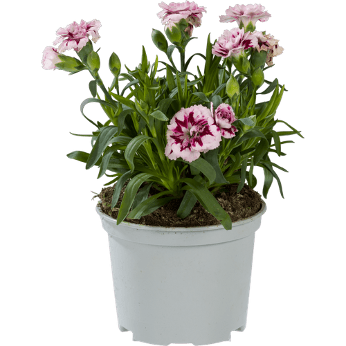 Foto van Tuinanjer op witte achtergrond