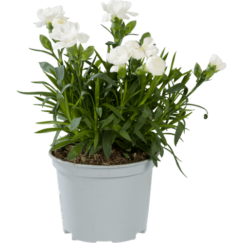 Foto van Tuinanjer op witte achtergrond