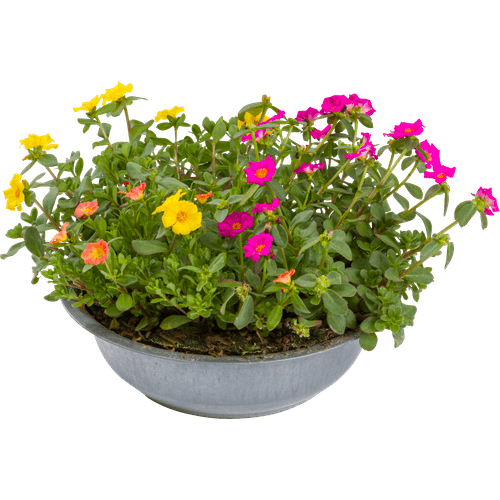 Foto van Portulaca potmaat 15 cm op witte achtergrond