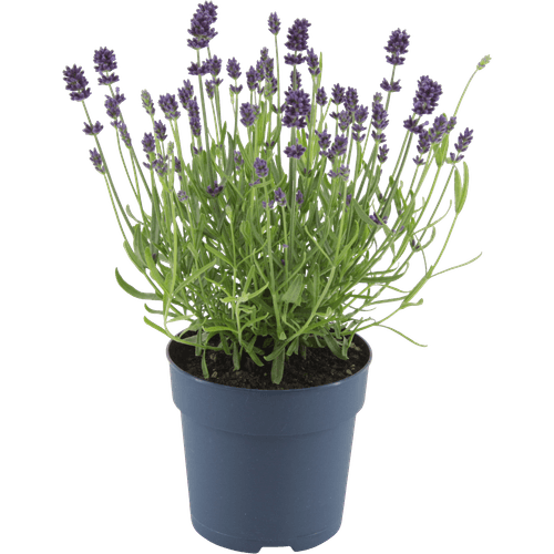 Foto van Lavendel hidcote op witte achtergrond