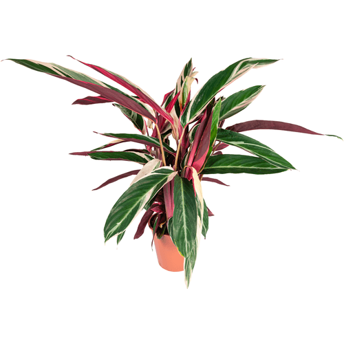 Foto van Bloemen Calathea triostar p14 op witte achtergrond