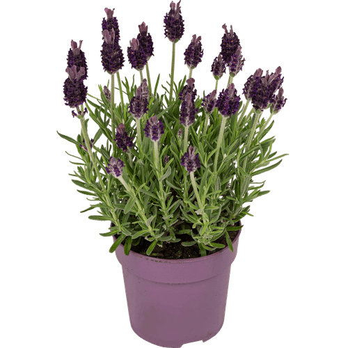 Foto van Lavendel op witte achtergrond