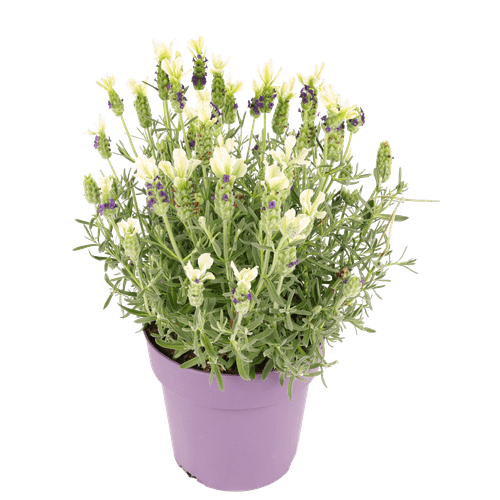Foto van Lavendel anouk wit op witte achtergrond