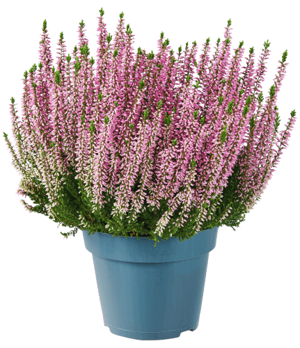 Foto van Calluna op witte achtergrond