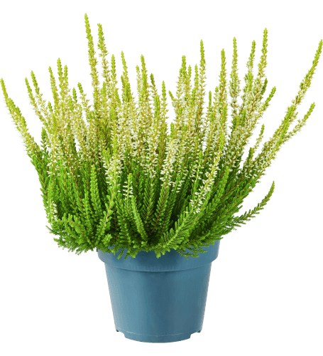 Foto van Calluna op witte achtergrond