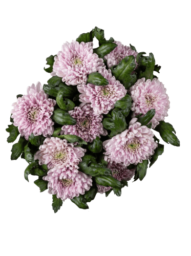 Foto van Chrysant geplozen op witte achtergrond