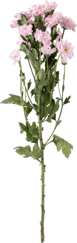 Foto van Chrysant geplozen op witte achtergrond