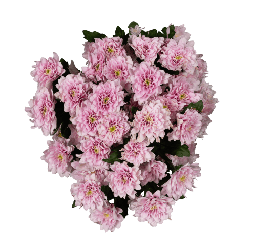 Foto van Chrysant geplozen op witte achtergrond