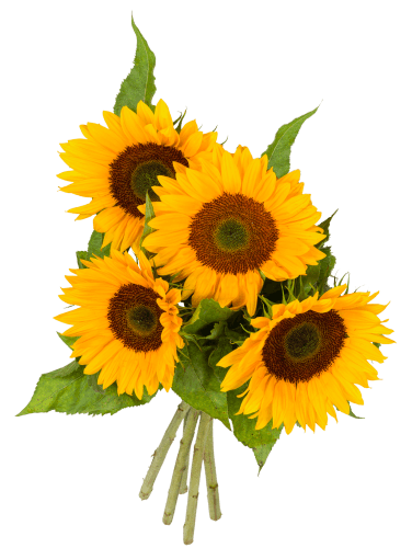 Foto van Zonnebloemen op witte achtergrond