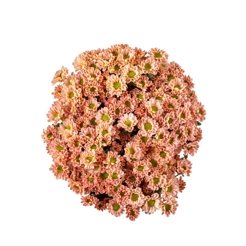 Foto van Chrysant santini op witte achtergrond