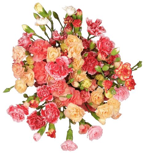 Foto van Bloemen Trosanjer 10 stelen op witte achtergrond