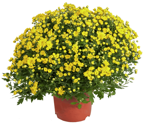 Foto van Bloemen Bolchrysant p19 op witte achtergrond