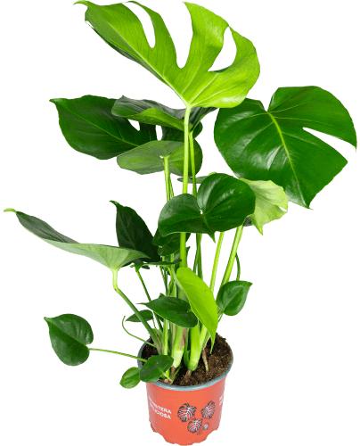 Foto van Bloemen Monstera op witte achtergrond