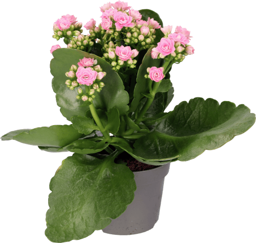 Foto van Bloemen Kalanchoe op witte achtergrond