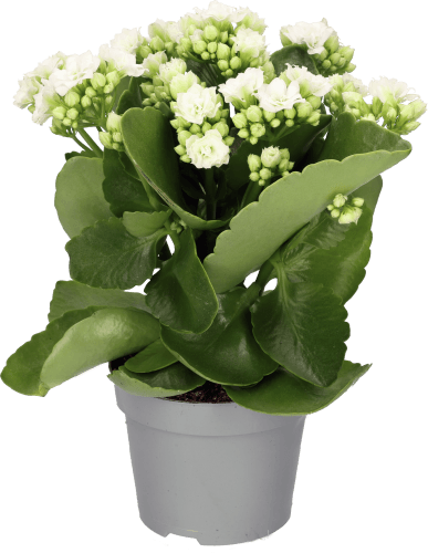 Foto van Bloemen Kalanchoe op witte achtergrond