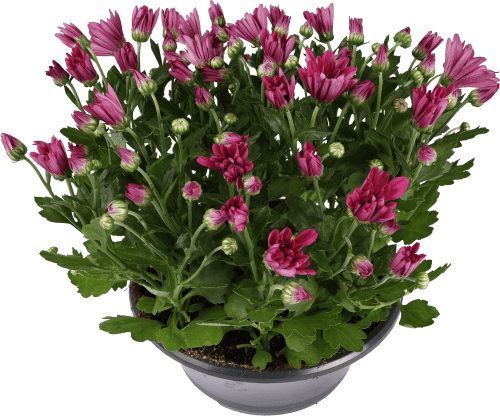 Foto van Bloemen Chrysant schaal p23 op witte achtergrond