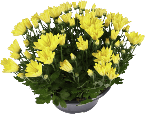 Foto van Bloemen Chrysant schaal p23 op witte achtergrond