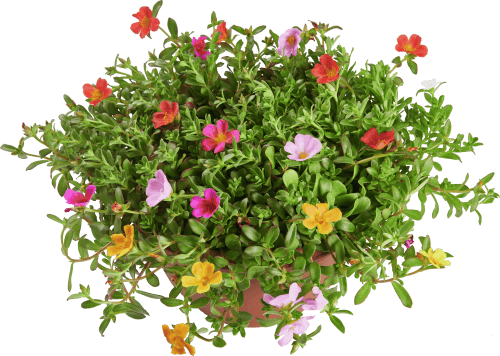 Foto van Portulaca p17 op witte achtergrond