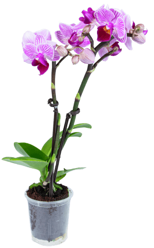 Foto van Orchidee op witte achtergrond