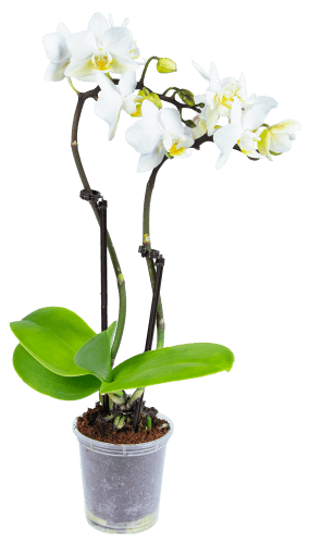 Foto van Orchidee op witte achtergrond