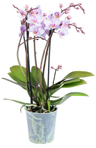 Bloemen Orchidee multiflora