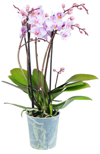 Foto van Bloemen Orchidee multiflora op witte achtergrond