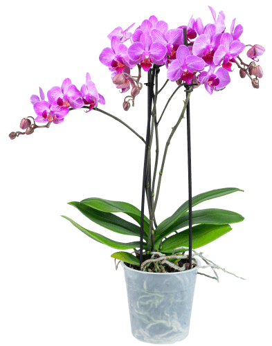 Foto van Bloemen Orchidee multiflora op witte achtergrond