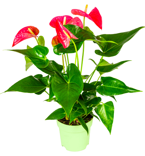Foto van DekaMarkt Anthurium op witte achtergrond