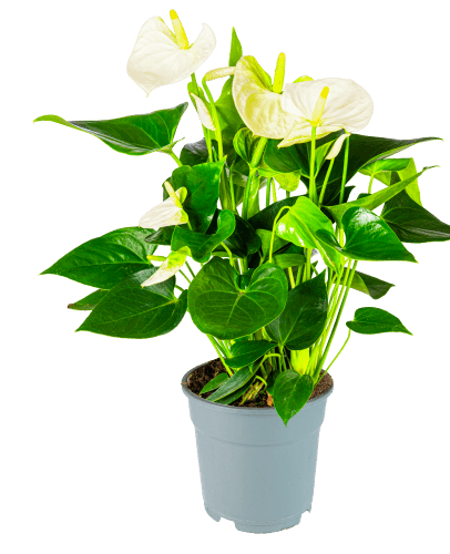 Foto van DekaMarkt Anthurium op witte achtergrond