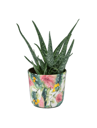 Foto van Aloe vera potmaat 14 cm. op witte achtergrond