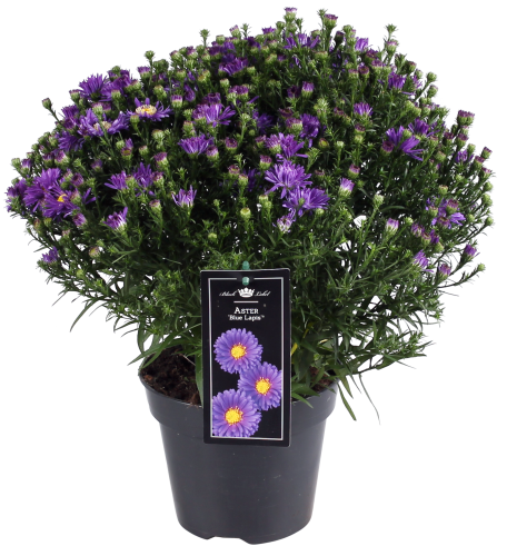 Dekamarkt Tuin aster p17