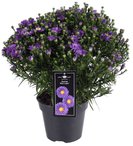 Foto van Dekamarkt Tuin aster p17 op witte achtergrond