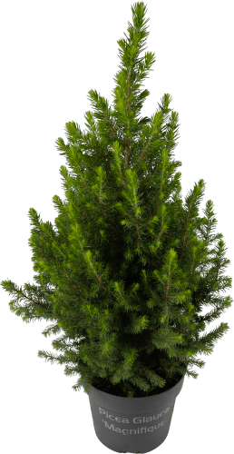 Foto van Picea op witte achtergrond