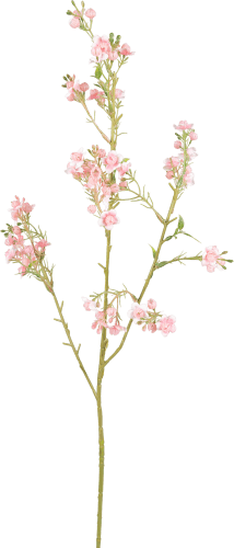 Foto van DekaMarkt Zijden waxflower roze op witte achtergrond