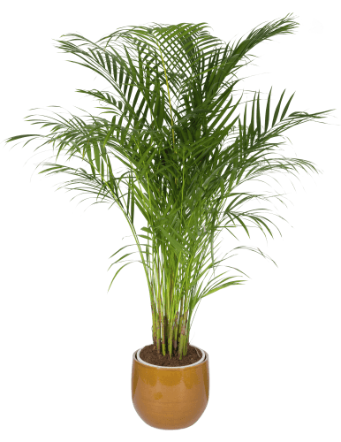 Foto van DekaMarkt Areca palm op witte achtergrond