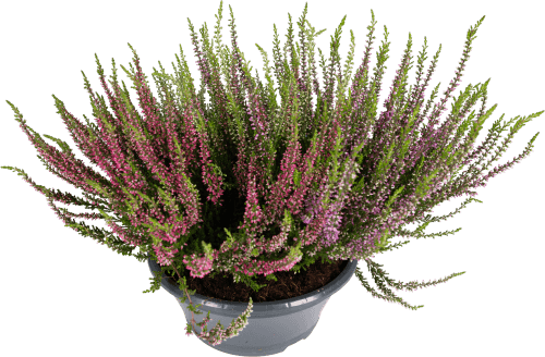 Foto van Calluna schaal potmaat 24 cm. op witte achtergrond