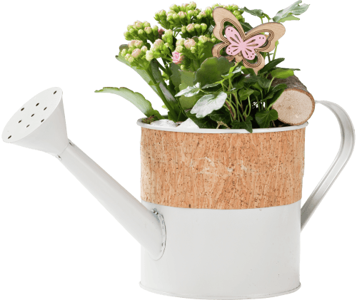 Foto van DekaMarkt Arr. gieter met kalanchoe op witte achtergrond
