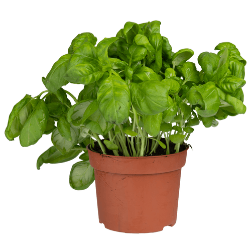 Foto van Basilicum grote pot op witte achtergrond