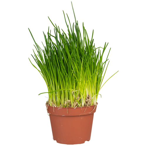 Foto van Bieslook grote pot op witte achtergrond