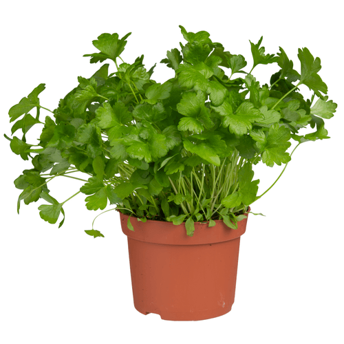 Foto van Platte peterselie grote pot op witte achtergrond