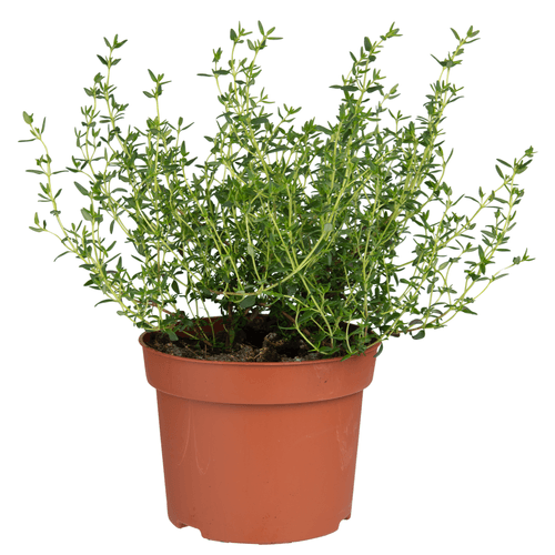 Foto van Tijm grote pot op witte achtergrond