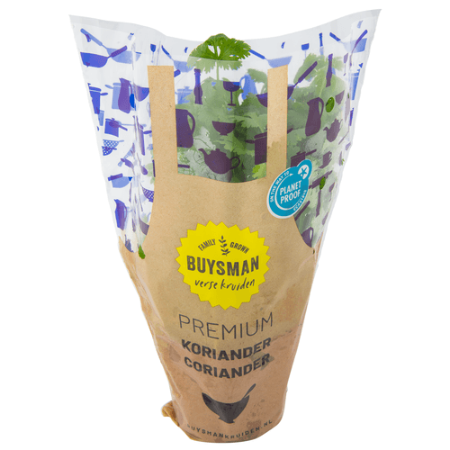 Foto van Koriander grote pot op witte achtergrond