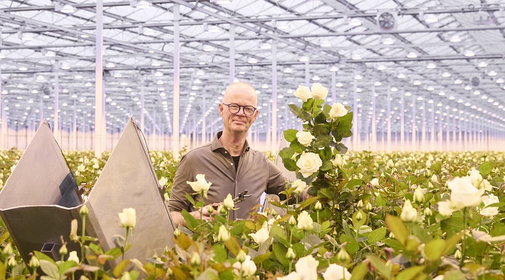 Dekamarkt_Rozen_MeijerRoses_ 720_400_2