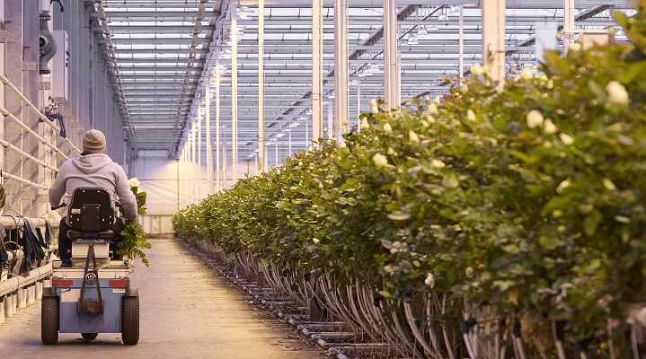 Dekamarkt_Rozen_MeijerRoses_ 720_400_3