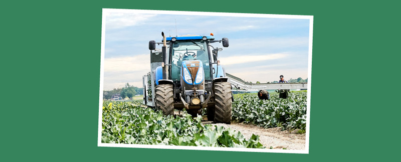 Online Den helder web 917x370